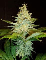 Strawberry Banana 2 Reserva Privada B