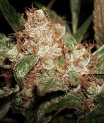 Grape Og 2