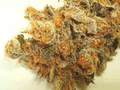 NIGHTMARE COOKIES 1b SIN CITY SEEDS
