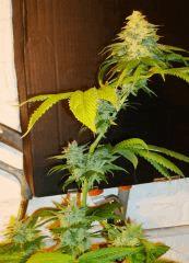Scott's Og 2d Rare Dankness Seeds Rinçage