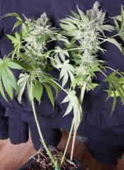 Selecta Satsuma (Bodhi seeds)  "cali O AE 77 cut x snow lotus" bodhi