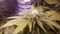 Bud chiva clone