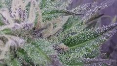 tric Bud shiva 02.10