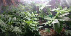 shiva Et purpel Bud