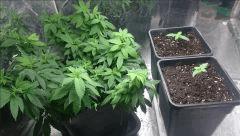 Shiva mère Et purpel Bud