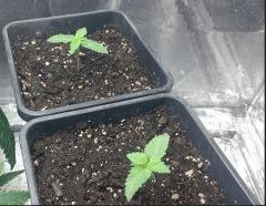 Purpel Bud F