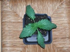 white widow Big Bud triso A C 13
