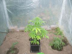 fast bud auto a J+42