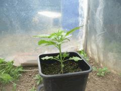 fast Bud auto A J 22