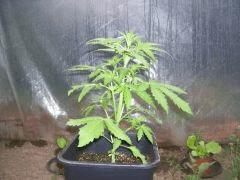fast Bud auto A   J 25