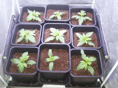 white widow Big Bud A C 13