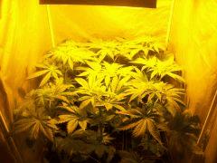 003white widdow big bud a F+12