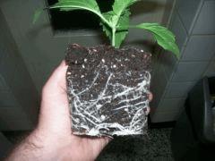 white widow Big Bud A C 13 (2)