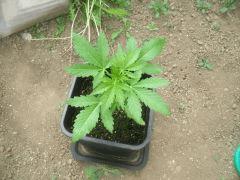 fast Bud A J 22