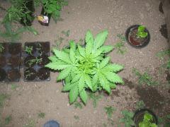 fast Bud auto A J 25