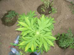 fast bud auto a J+42