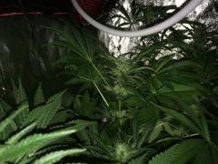 83 IMG 0323
