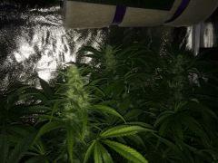 84 IMG 0324