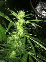 44 IMG 0266