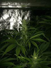 46 IMG 0268