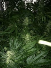 79 IMG 0319