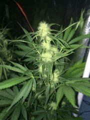 57 IMG 0279