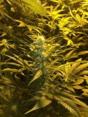 39-IMG_0261.JPG