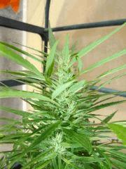 sativa inconnue