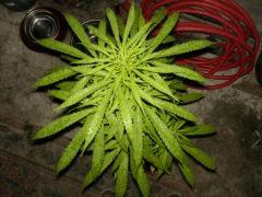 early girl/sativa inconnue