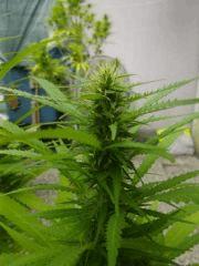 outgarden