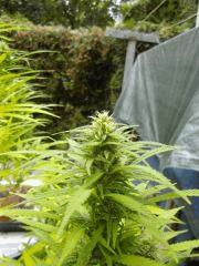 out garden