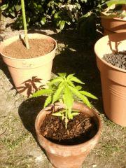 label tiki seed