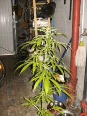 early girl/sativa inconnue