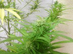 eraly girl flo +25j