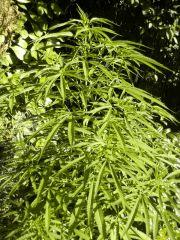 early girl/sativa inconnue