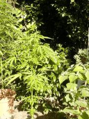 indica inconnue