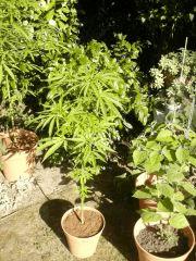 inconnue indica/sativa)