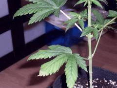 Jdc II Critical jack Og Kush