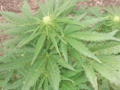 DSCF5020