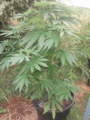 DSCF5017