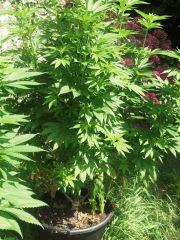 purple bud