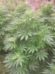 DSCF5016