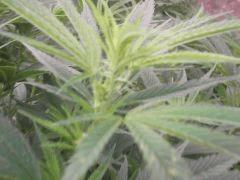 DSCF5025