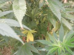 DSCF5014
