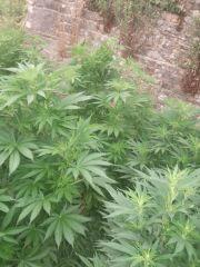 DSCF5015