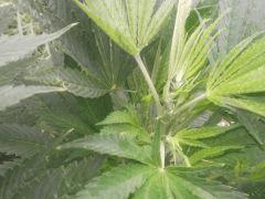 DSCF5010