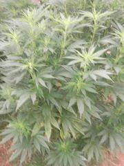 DSCF5013