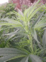 DSCF5024