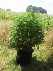 early skunk