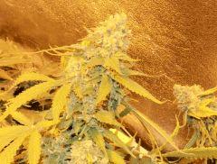 no name medical seed